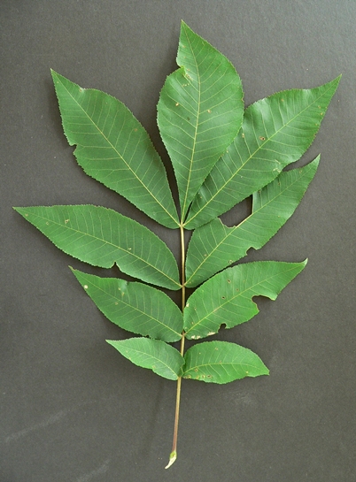 {Carya cordiformis}
